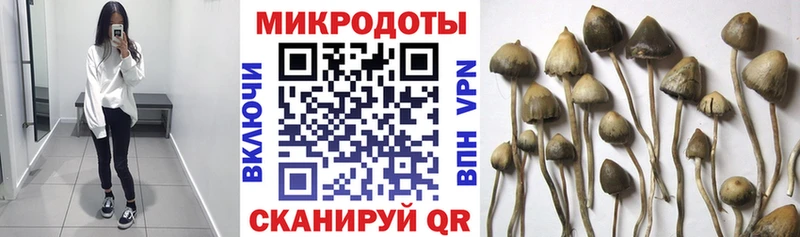 Псилоцибиновые грибы Psilocybe  Лаишево 